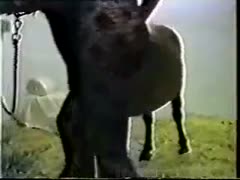 The fortunate pony gets group-fucked.